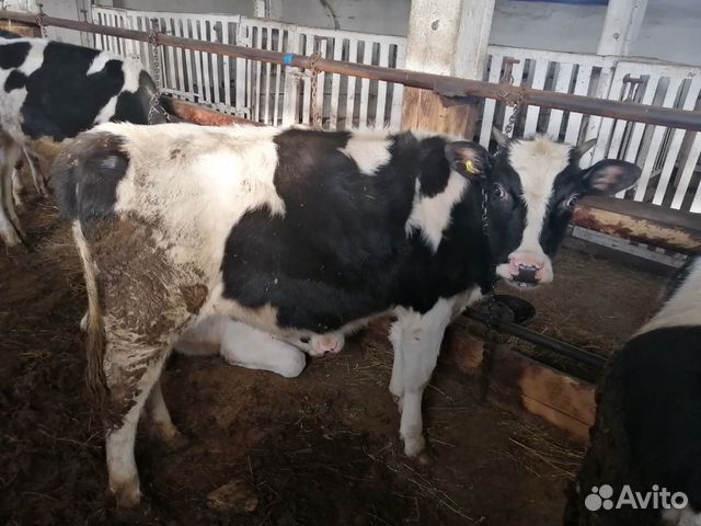 Коровы, телята купить на Зозу.ру - фотография № 7