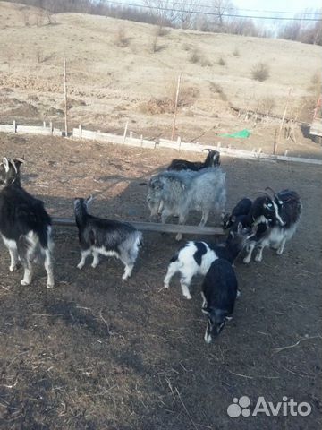 Прадаю козс козлятами три большие и 4 маленьких и купить на Зозу.ру - фотография № 4