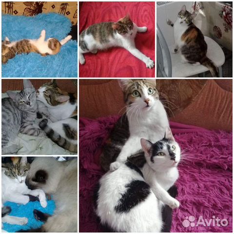 Коты и кошки купить на Зозу.ру - фотография № 2