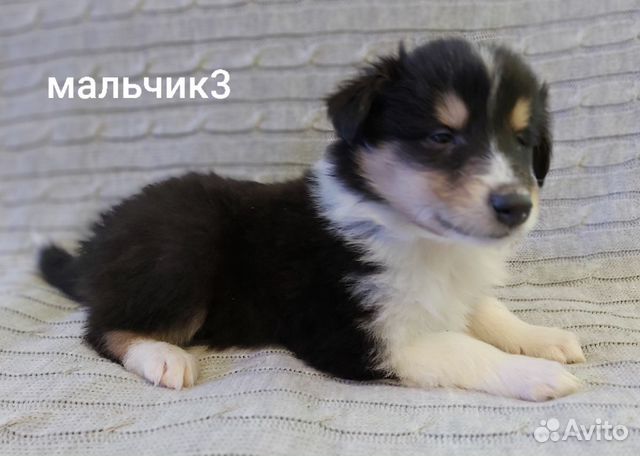 Колли щенки купить на Зозу.ру - фотография № 4