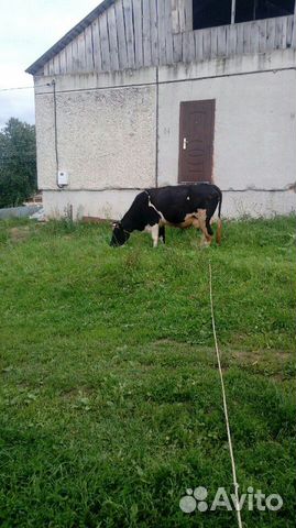 Продам корову на мясо купить на Зозу.ру - фотография № 2