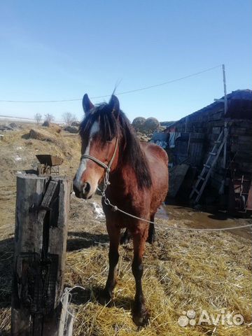 Лошадь Жеребец 3 года спокойно. (рос 160) обмен на купить на Зозу.ру - фотография № 10