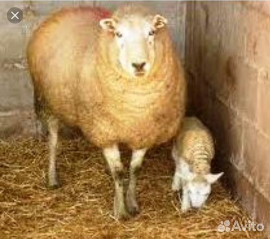 Продаю барановских овец упитаные здоровые мясо оче купить на Зозу.ру - фотография № 1
