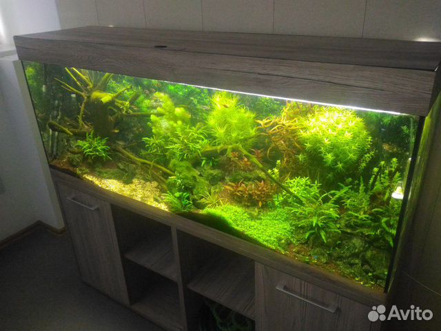 Шикарный аквариум для ценителей прекрасного купить на Зозу.ру - фотография № 3