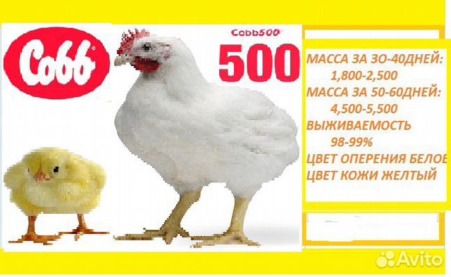 Инкубационое яйцо kobb-500 импорт купить на Зозу.ру - фотография № 2