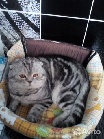 Ждём на вязку кошечку,чистокровный шотландец