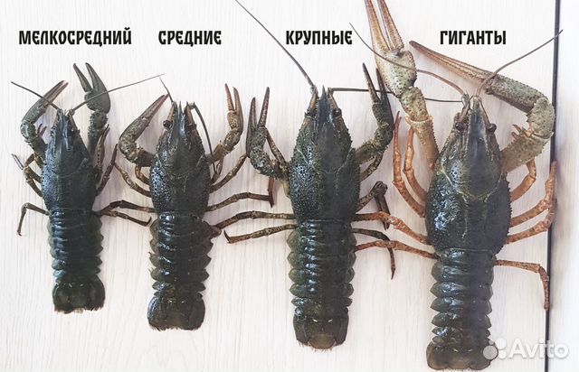 Раки живые
