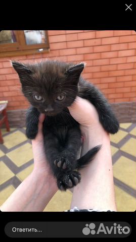 Кошка