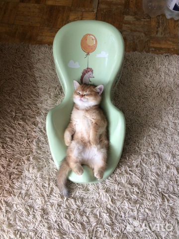 Шотландские котята(золотая тикированная шиншилла) Шотландские котята(золотая тикированная шиншилла)