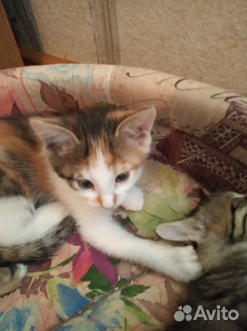 Котята ищут дом