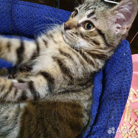Котенок в ответственные руки