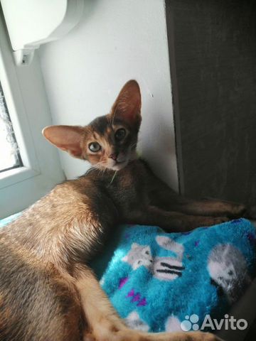 Абиссинская