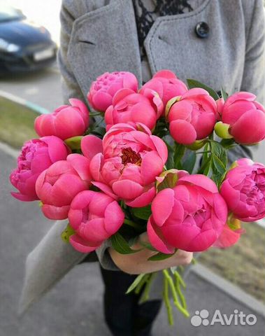 Пионы Пионы