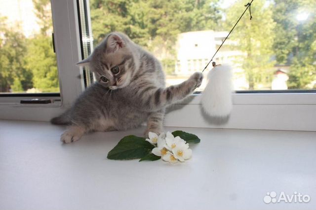 Шотландские котята-страйты