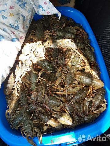 Раки живые Раки живые