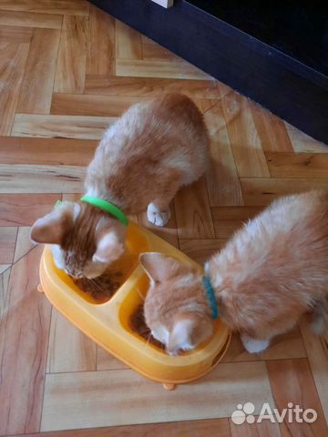 Котенок котёнок кот