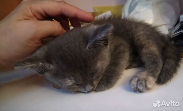 Котя 2 мес Котя 2 мес