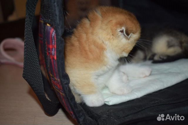 Элитные золотые котик кошечка Элитные золотые котик кошечка