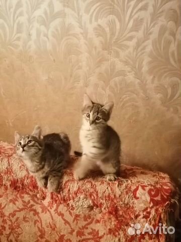 Котята бесплатно Котята бесплатно