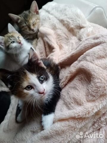 Котёнок девочка Котёнок девочка