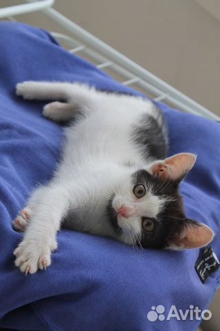 Котенок мальчик в добрые руки Котенок мальчик в добрые руки