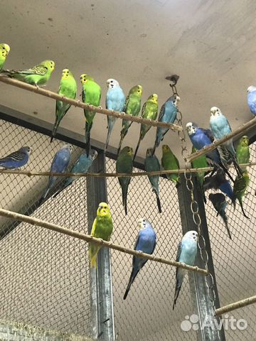 Волнистый попугай