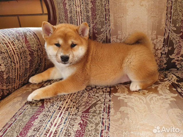 Шиба ину. Сиба-ину