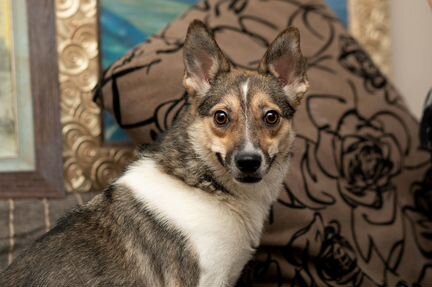 Берта - воспитанная собачка ищет семью