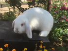 Вислоухие декоративные кролики объявление продам