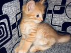 Рыжий котенок тайской породы Orange-Tebby-point