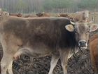 Корова Швицкой породы, стельная объявление продам