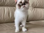 Экозотическая кошка объявление продам