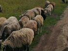Овцематки, ярки на племя