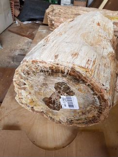 Окаменелое дерево. Мадагаскар