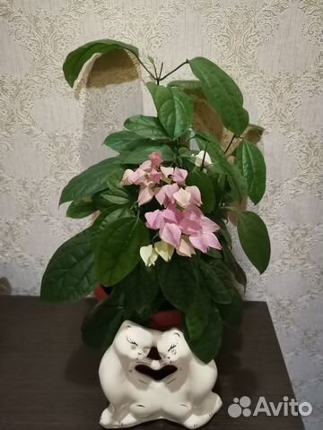 Клеродендрум. Комнатный цветок