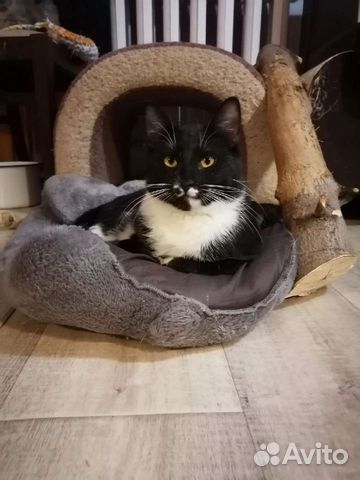 Арчи ищет дом