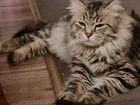 Вязка сибирского кота объявление продам