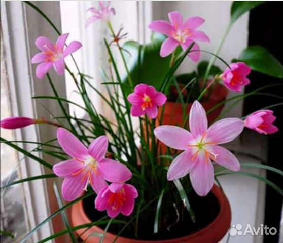 Луковицы зефирантеса