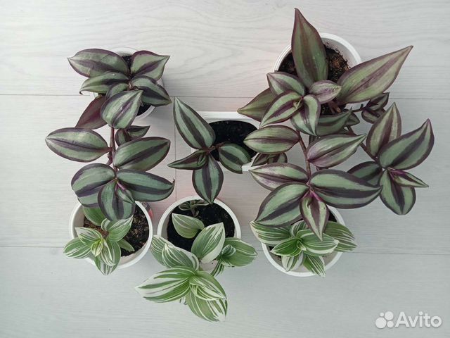 Традесканция зебрина, нанук