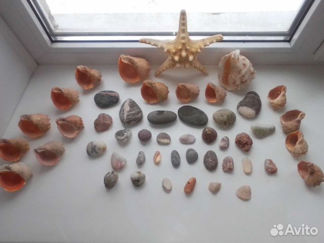 Морская звезда и ракушки