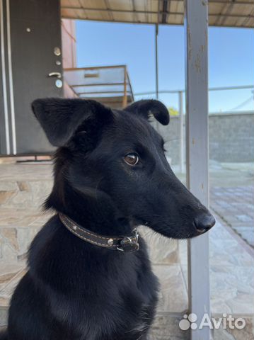 Собака в добрые руки отдам