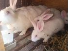 Кролики породы фландер объявление продам