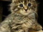 Сибирские котята. Частный питомник объявление продам