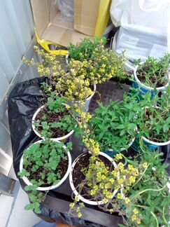 Тимьян, хворобой, лаванда саженцы (и высушенные)