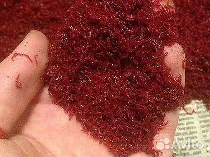 Мотыль крупный