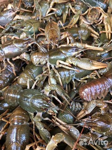 Раки живые