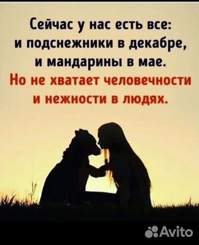 Передержка животных