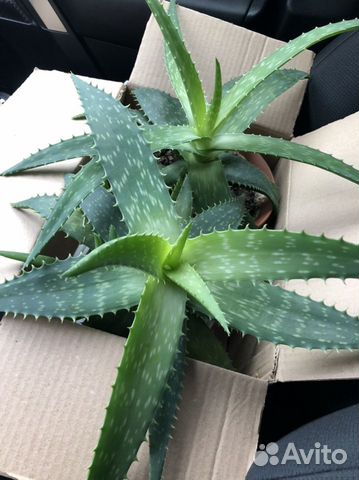 Лечебный алоэ