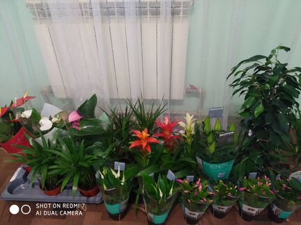 Комнатные растения и цветы