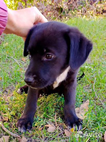 how tall is a 10wk rottweiler lab puppy